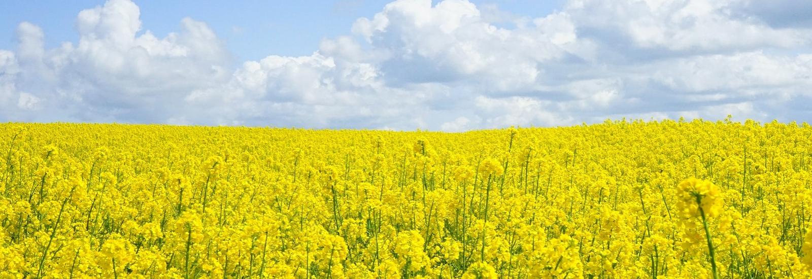 ©CC0/www.pixabay.com Agriculture, champ, colza, marché commun, politique agricole commune, pac, union européenne, UE