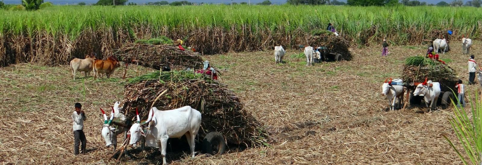 L’Inde doit nourrir 17,5 % de la population mondiale avec moins de 4 % des réserves globales d’eau et 4% des terres agricoles. ©DR ©DR
